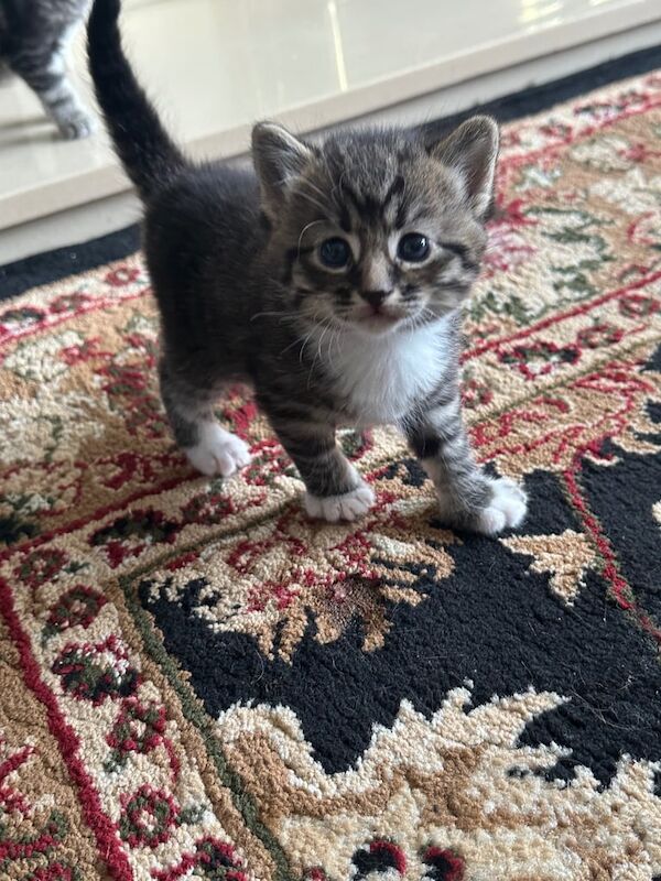 British Shorthair kittens for sale in Bradford, West Yorkshire – 4 weeks old