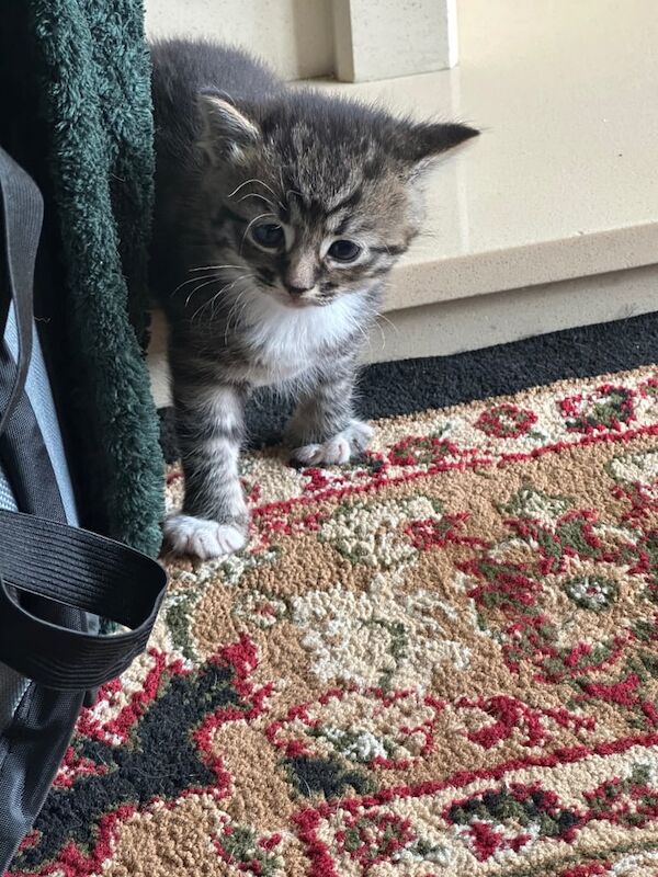 British Shorthair kittens for sale in Bradford, West Yorkshire – 4 weeks old - Image 2 of 3