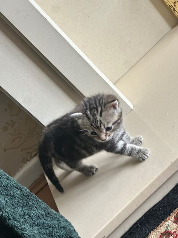 British Shorthair kittens for sale in Bradford, West Yorkshire – 4 weeks old - Image 3 of 3