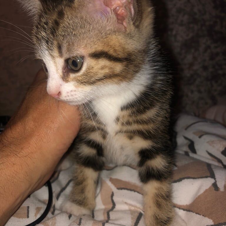British Shorthair kittens for sale in Cumbernauld, Dunbartonshire – 9 weeks old