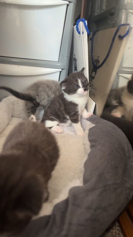 British Shorthair kittens for sale in South Side, City of Edinburgh – 8 weeks old