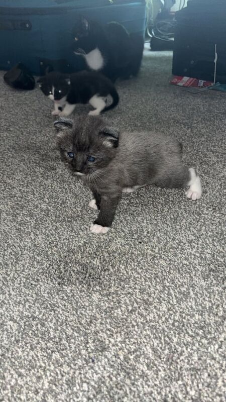 British Shorthair kittens for sale in South Side, City of Edinburgh – 8 weeks old - Image 2 of 3