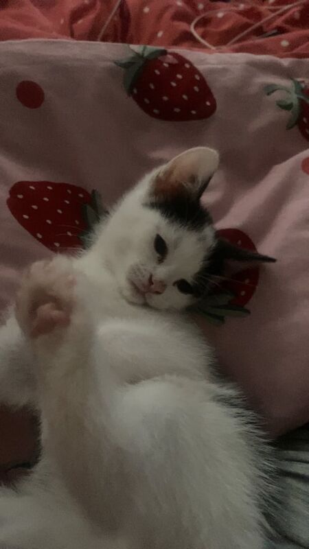 British Shorthair kittens for sale in Baguley, Greater Manchester – 10 weeks old