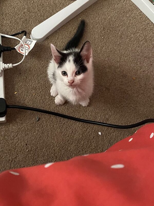 British Shorthair kittens for sale in Baguley, Greater Manchester – 10 weeks old - Image 2 of 2