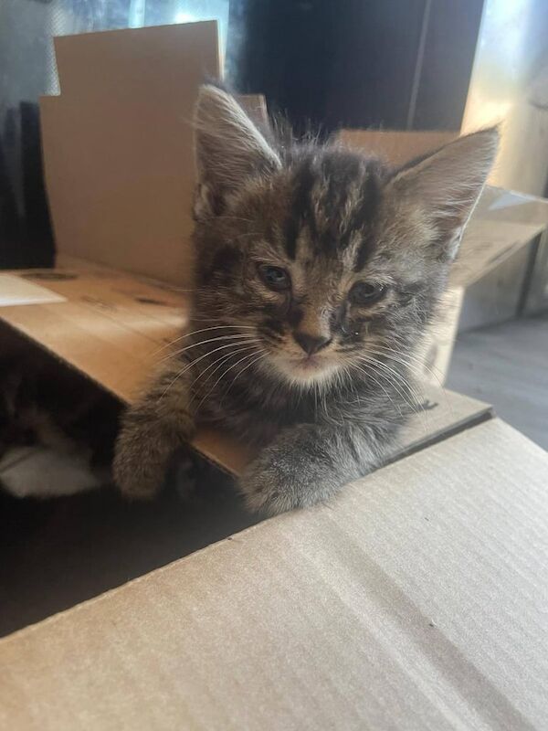 British Shorthair kittens for sale in Sheldon, West Midlands – 8 weeks old