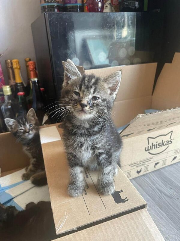British Shorthair kittens for sale in Sheldon, West Midlands – 8 weeks old - Image 3 of 3