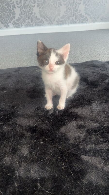 British Shorthair kittens for sale in Kirkcaldy, Fife – 10 weeks old