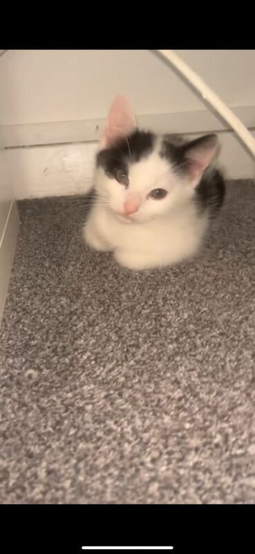British Shorthair kittens for sale in Kirkcaldy, Fife – 10 weeks old - Image 2 of 2