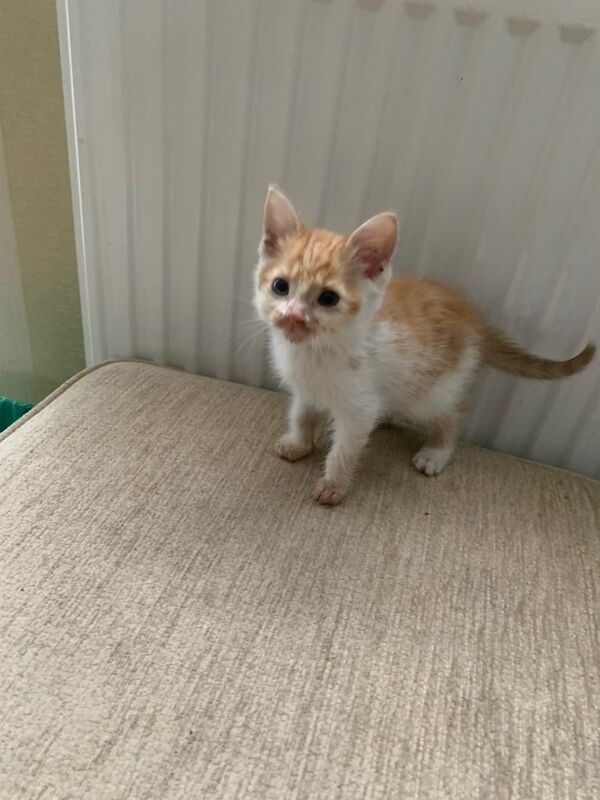 British Shorthair kittens for sale in Reading, Berkshire – 5 months old