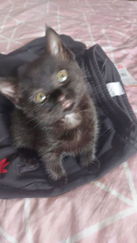 British Shorthair kittens for sale in Lockerbie, Dumfries – 8 weeks old - Image 3 of 5