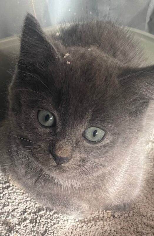 British Shorthair kittens for sale in Royton, Greater Manchester – 9 weeks old