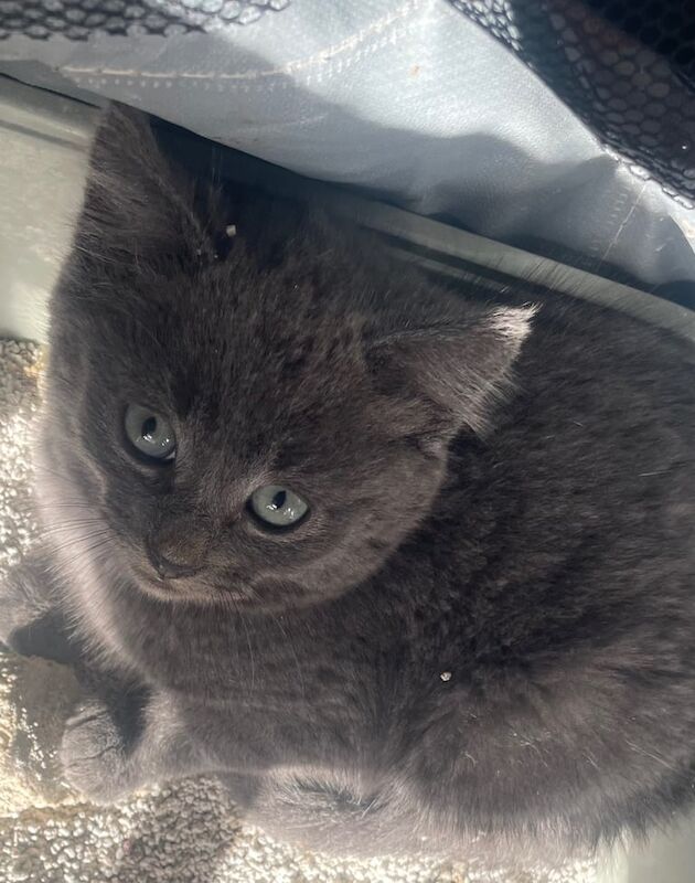 British Shorthair kittens for sale in Royton, Greater Manchester – 9 weeks old - Image 2 of 3