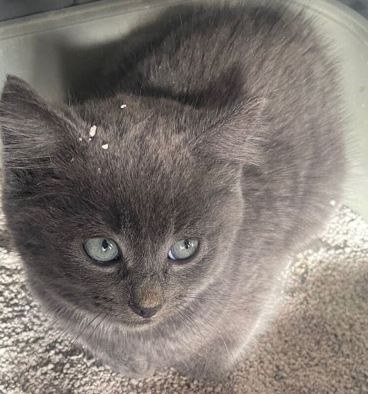 British Shorthair kittens for sale in Royton, Greater Manchester – 9 weeks old - Image 3 of 3