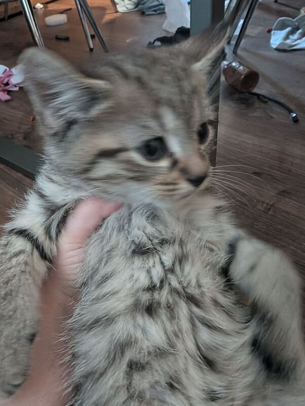 British Shorthair kittens for sale in Craigavon, County Armagh – 9 weeks old