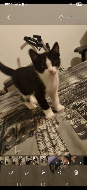 British Shorthair kittens for sale in Hamilton, Lanarkshire – 3 months old - Image 4 of 4