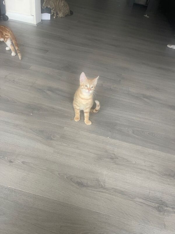 British Shorthair kittens for sale in Reddish, Greater Manchester – 3 months old