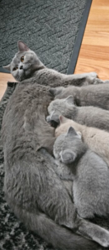 British Shorthair kittens for sale in Feltham, Greater London – 11 weeks old