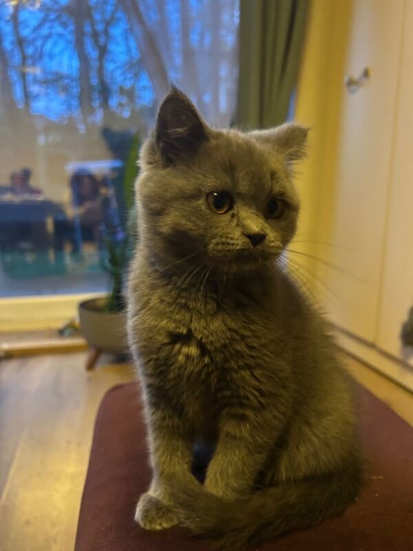 Kitten - Image 2 of 4