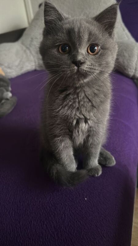 Kitten - Image 3 of 4