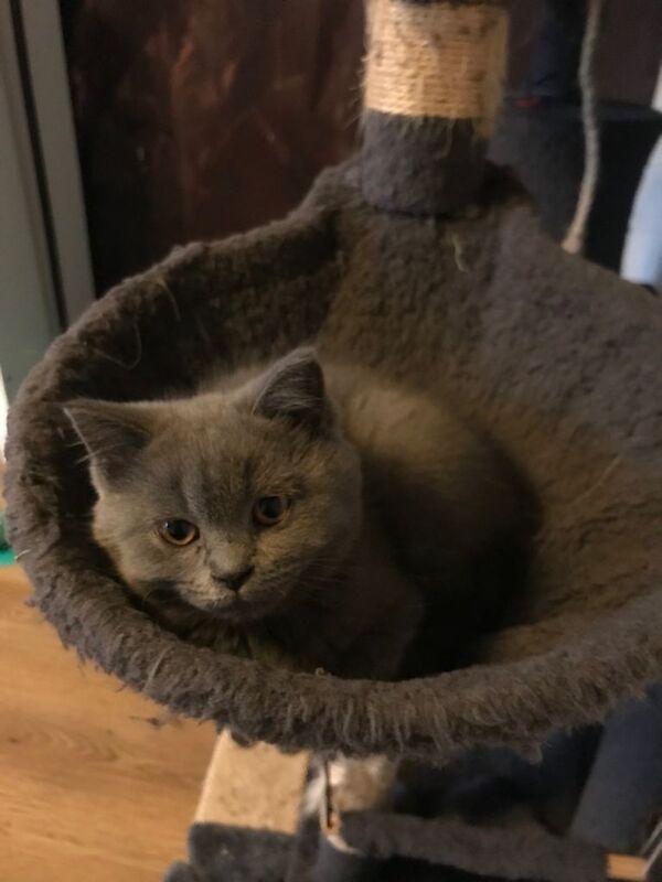 Kitten - Image 4 of 4