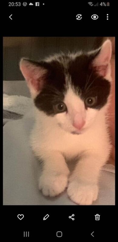 Kitten - Image 2 of 3