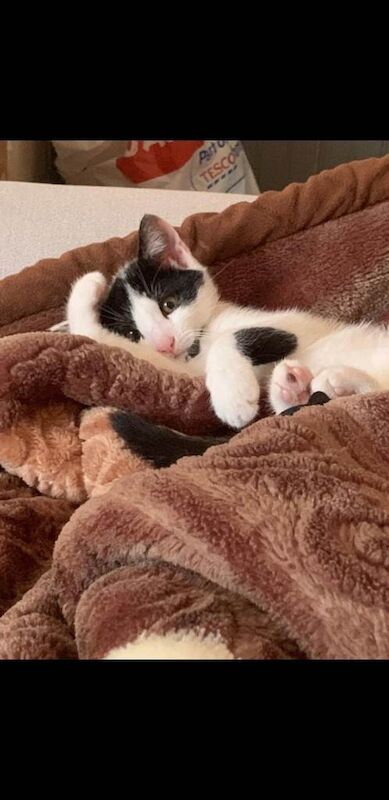 Kitten - Image 3 of 3