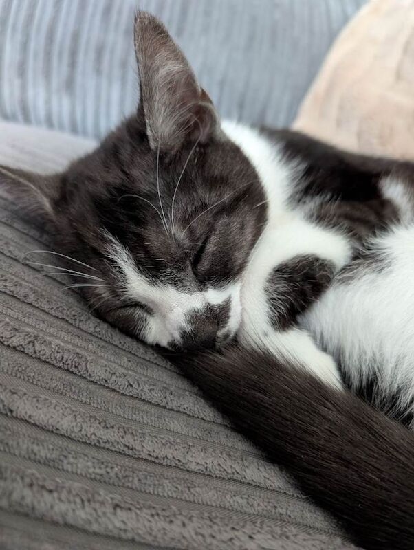 British Shorthair kittens for sale in Stevenston, North Ayrshire – 4 months old