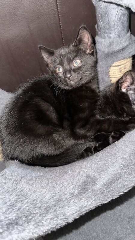 British Shorthair kittens for sale in Chadwell Heath, London – 10 weeks old