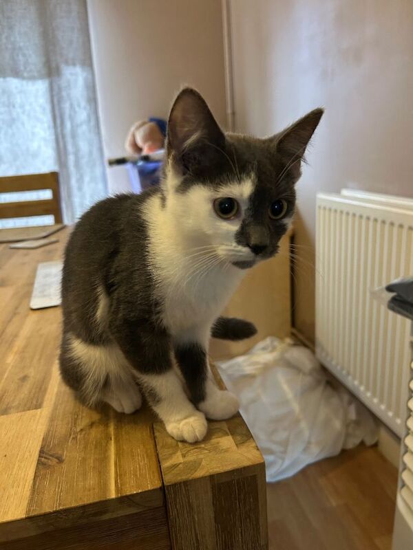 British Shorthair kittens for sale in Norwich, Norfolk – 4 months old