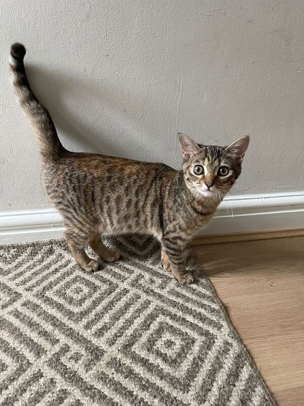 British Shorthair Kittens For Sale