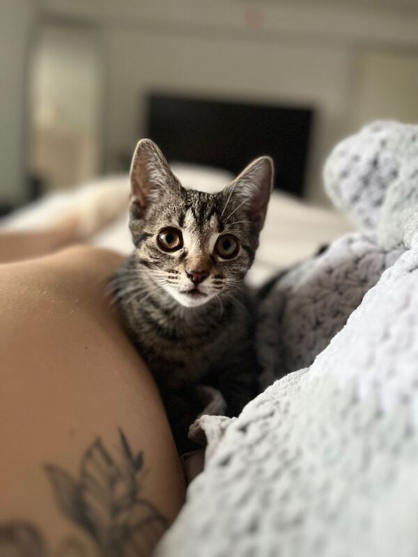 Kitten