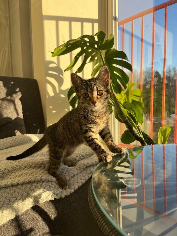 Kitten - Image 2 of 3