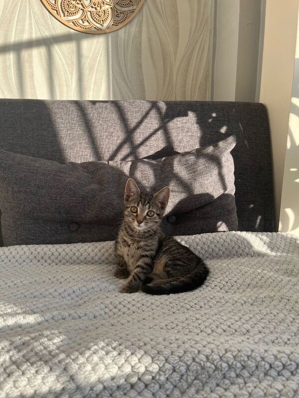 Kitten - Image 3 of 3