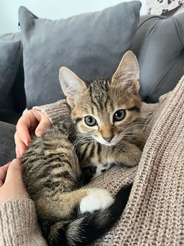 British Shorthair Kittens For Sale Under £300