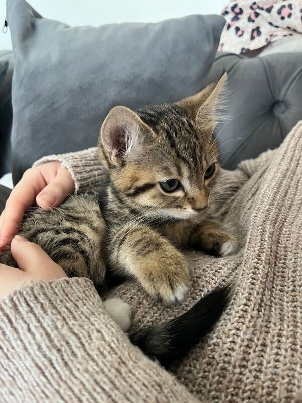 Kitten - Image 2 of 4