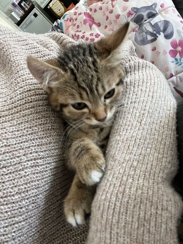 Kitten - Image 3 of 4