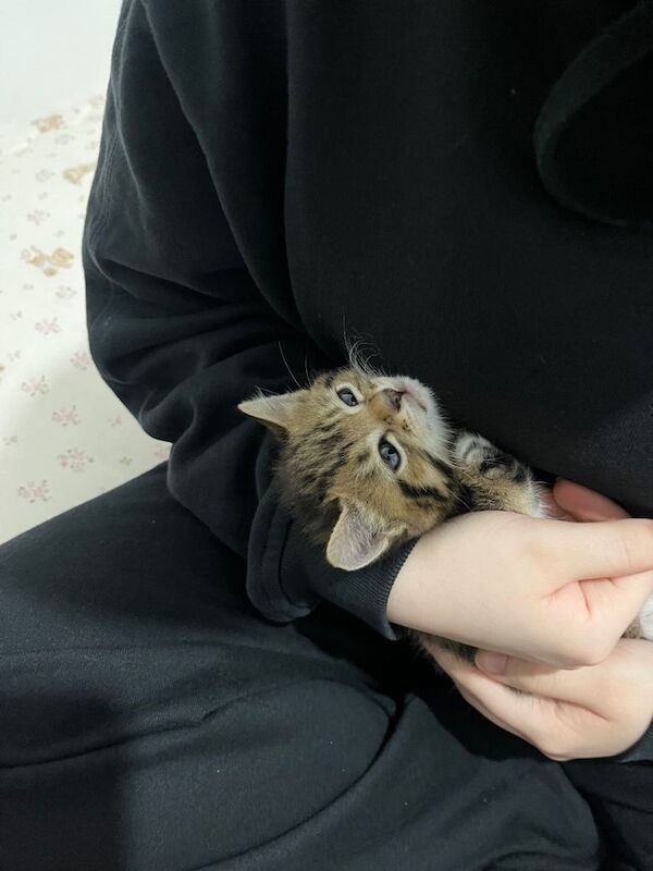 Kitten - Image 4 of 4