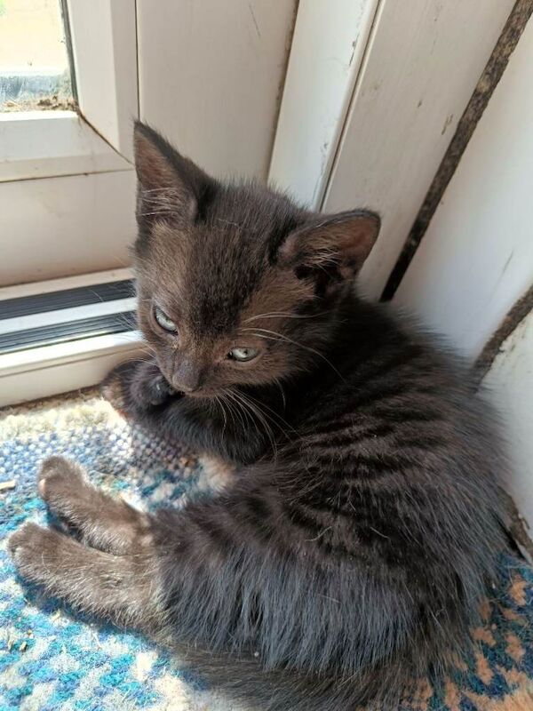 Kitten