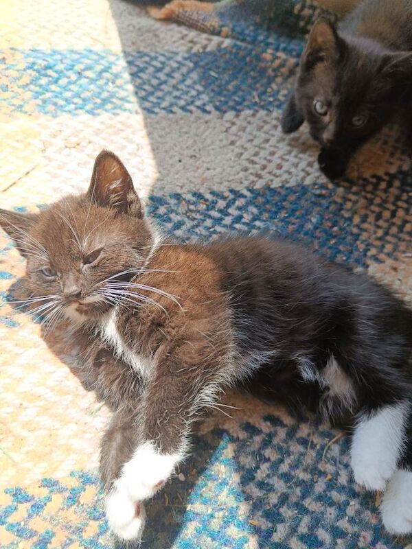 Kitten - Image 2 of 5