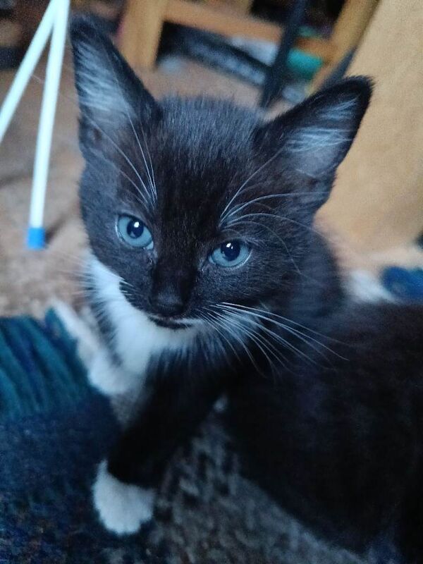 Kitten - Image 3 of 5