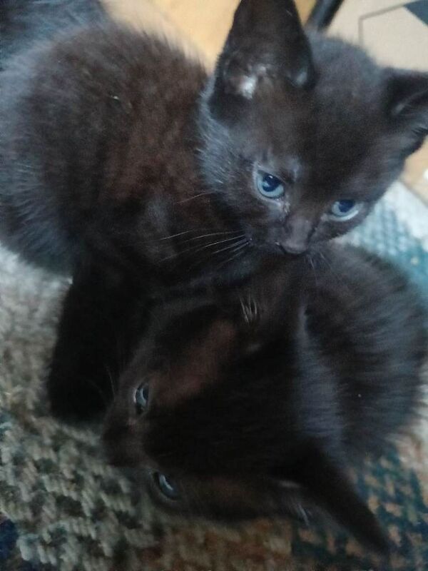 Kitten - Image 4 of 5