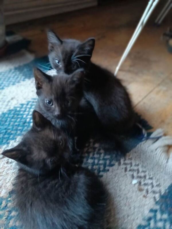 Kitten - Image 5 of 5