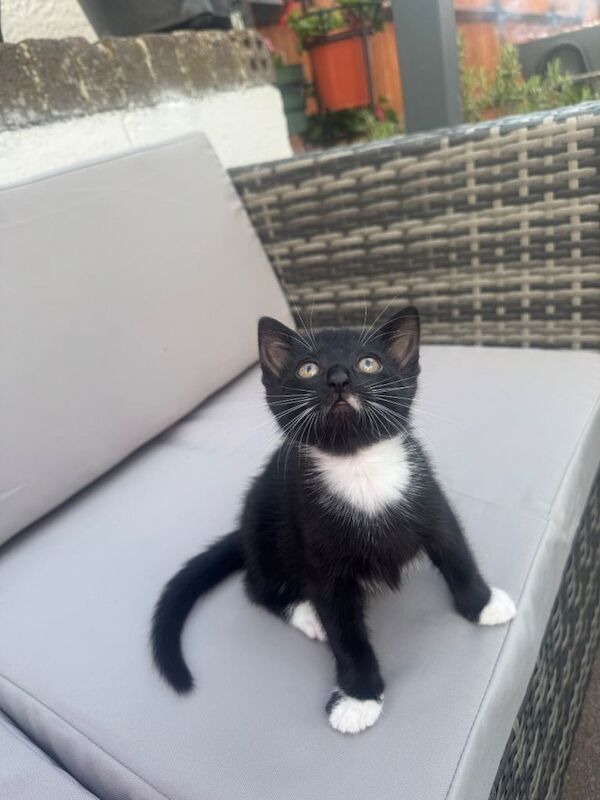 Kitten