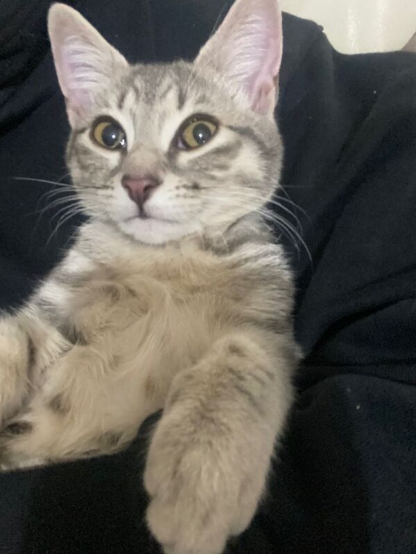 Kitten