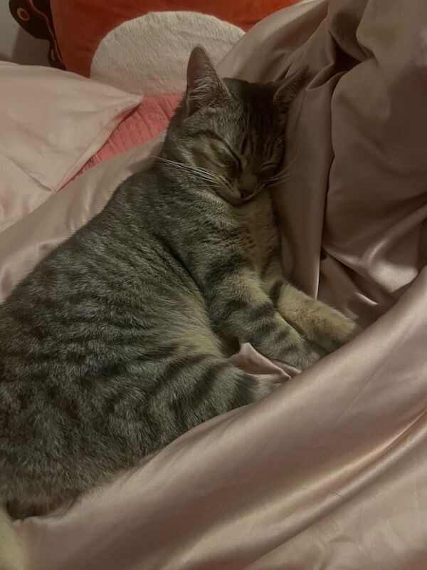 Kitten - Image 2 of 3