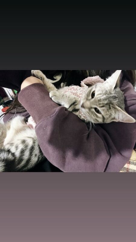 Kitten - Image 3 of 3