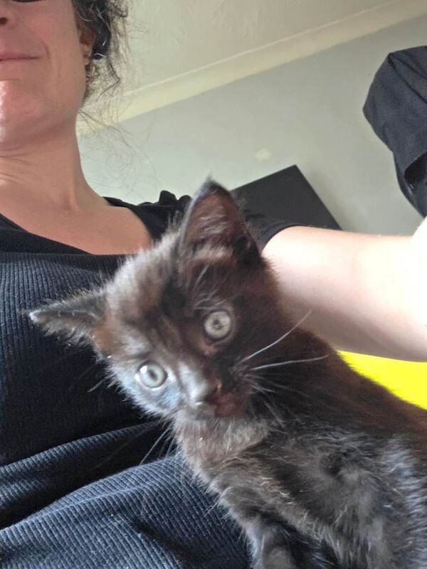 British Shorthair Kittens For Sale Under £300