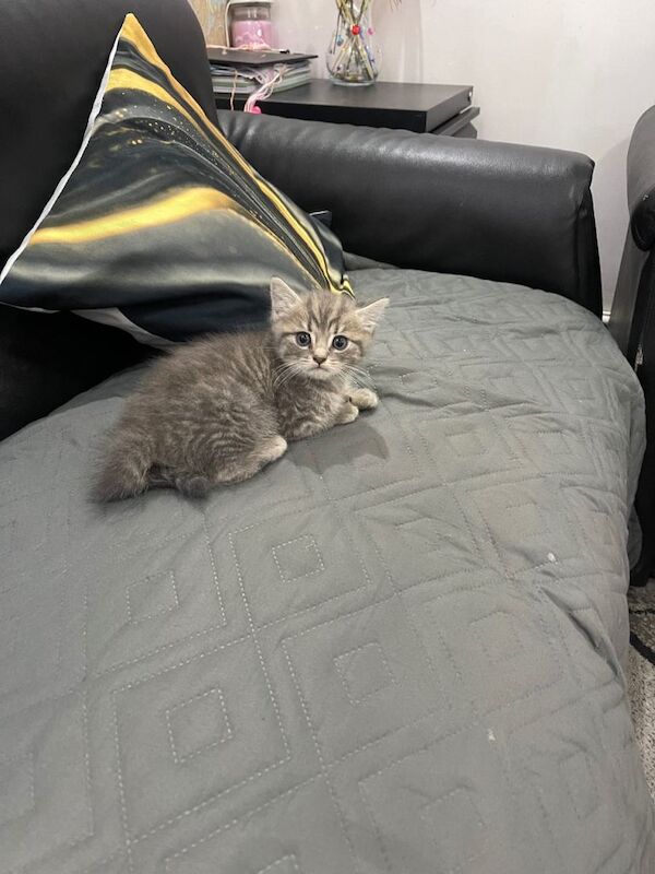 Kitten