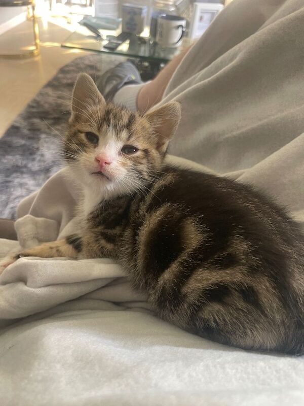 Kitten