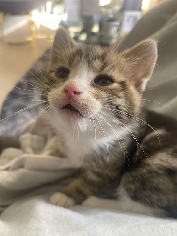 Kitten - Image 2 of 4